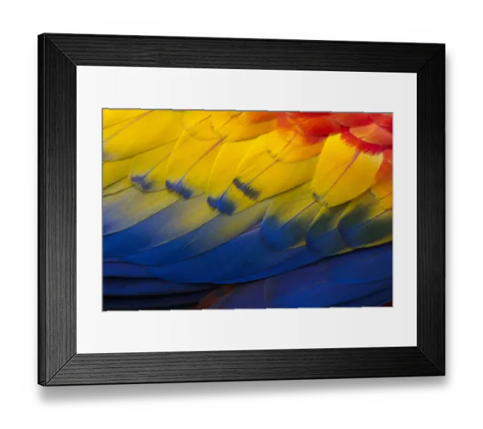 Framed Print : RF - Close up of feathers of a Scarlet Macaw (Ara macao) Osa Peninsula, Costa Rica Framed Print : RF - Close up of feathers of a Scarlet Macaw (Ara macao) Osa Peninsula, Costa Rica