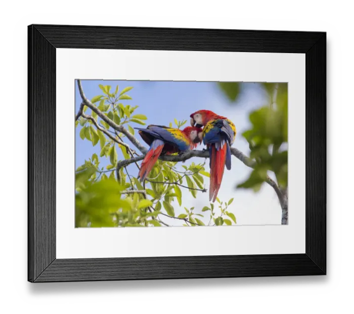 Framed Print : RF - Scarlet macaw (Ara macao) pair preening, Osa Peninsula, Costa Rica Framed Print : RF - Scarlet macaw (Ara macao) pair preening, Osa Peninsula, Costa Rica