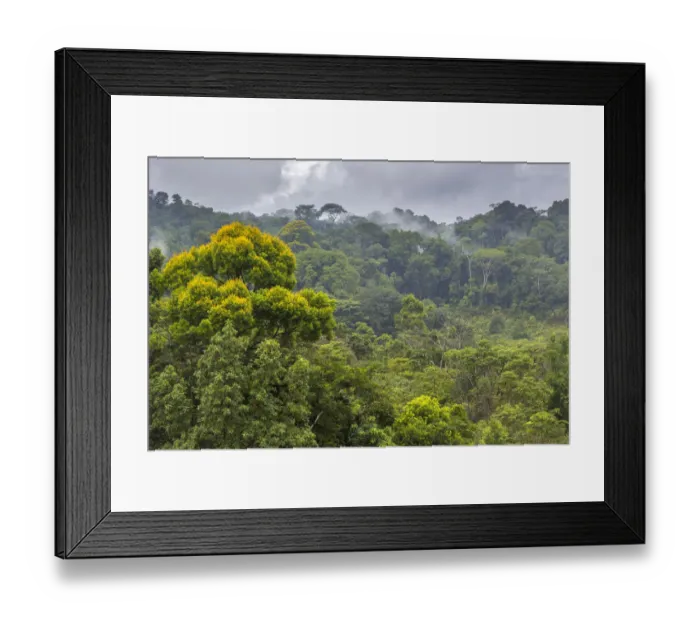 Framed Print : RF - Lowland rainforest, Osa Peninsula, Costa Rica Framed Print : RF - Lowland rainforest, Osa Peninsula, Costa Rica