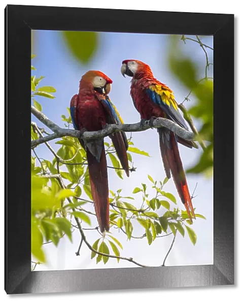 Scarlet macaw (Ara macao) pair in tree, Osa Peninsula, Costa Rica