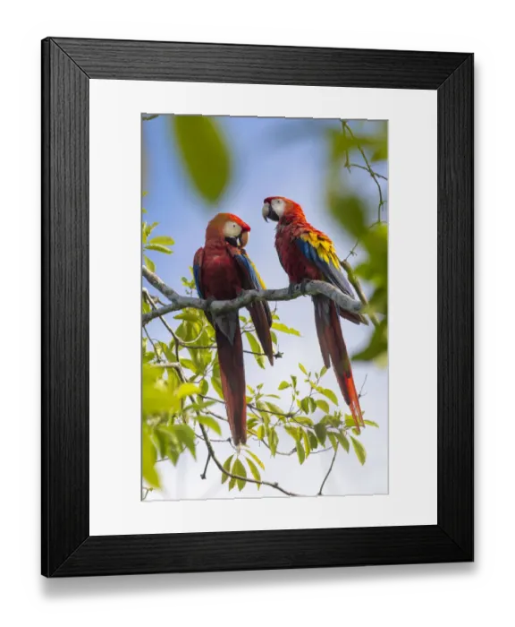 Framed Print : Scarlet macaw (Ara macao) pair in tree, Osa Peninsula, Costa Rica Framed Print : Scarlet macaw (Ara macao) pair in tree, Osa Peninsula, Costa Rica