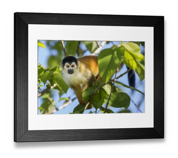 Framed Print : Black-crowned Central American squirrel monkey (Saimiri oerstedii oerstedii) Osa Peninsula