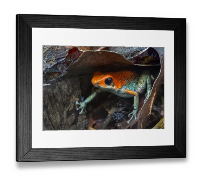 Framed Print : RF - Granular poison frog (Oophaga granulifera) Framed Print : RF - Granular poison frog (Oophaga granulifera)