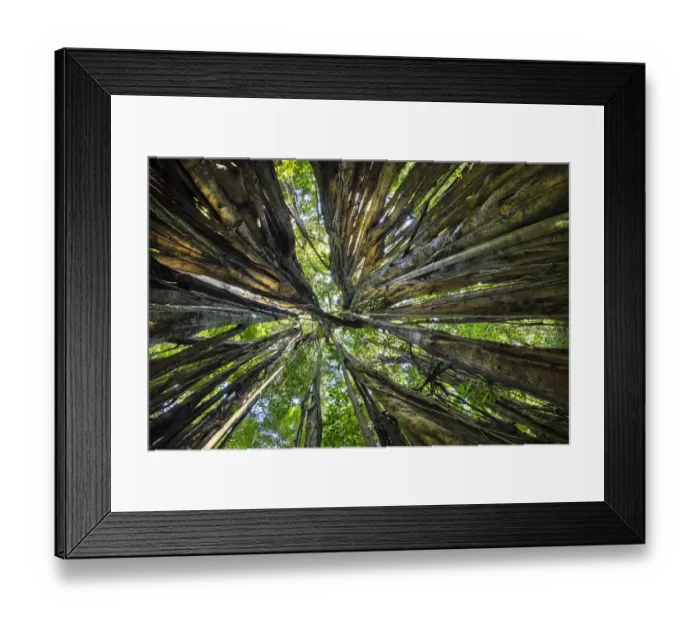 Framed Print : Looking through the aerial roots of a Strangler fig (Ficus zarazalensis) the original Framed Print : Looking through the aerial roots of a Strangler fig (Ficus zarazalensis) the original