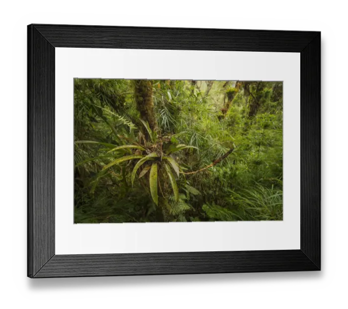 Framed Print : Highland cloud forest in the Talamanca Mountains of Costa Rica, April 2015 Framed Print : Highland cloud forest in the Talamanca Mountains of Costa Rica, April 2015