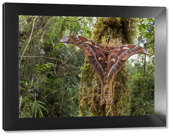 Hercules moth (Coscinocera hercules) recently emerged in montane rinforest. Ambua Lodge