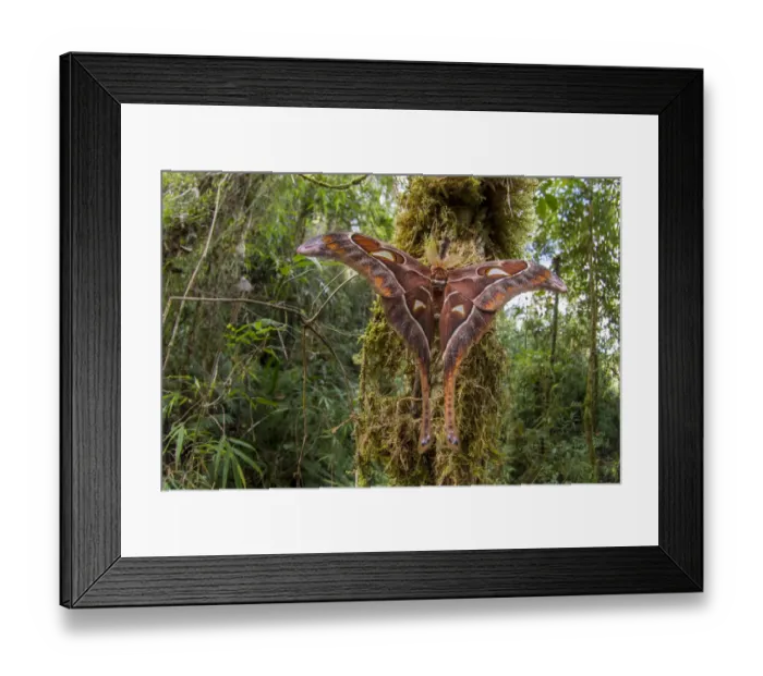 Framed Print : Hercules moth (Coscinocera hercules) recently emerged in montane rinforest. Ambua Lodge Framed Print : Hercules moth (Coscinocera hercules) recently emerged in montane rinforest. Ambua Lodge