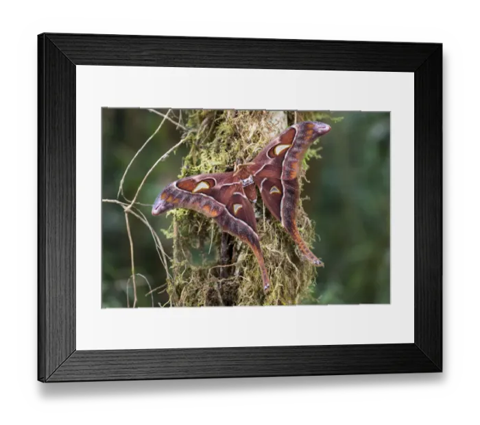 Framed Print : Hercules moth (Coscinocera hercules) recently emerged, montane rainforest. Ambua Lodge Framed Print : Hercules moth (Coscinocera hercules) recently emerged, montane rainforest. Ambua Lodge