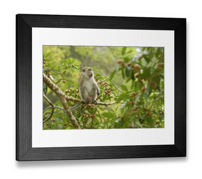 Framed Print : Long-tailed macaque (Macaca fascicularis) in a fruiting strangler fig tree (Ficus dubia) Framed Print : Long-tailed macaque (Macaca fascicularis) in a fruiting strangler fig tree (Ficus dubia)