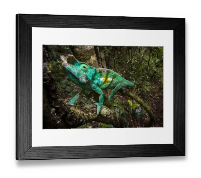 Framed Print : Parsons Chameleon (Calumma parsonii) climbing in rainforest understorey