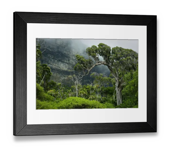Framed Print : Forest with mist on the slopes of Mount Lidgbird Framed Print : Forest with mist on the slopes of Mount Lidgbird