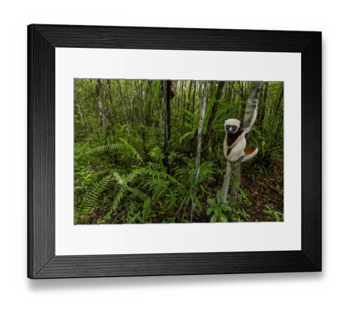 Framed Print : Coquerels sifaka (Propithecus coquereli) Palmarium, Atsinanana, Madagascar Framed Print : Coquerels sifaka (Propithecus coquereli) Palmarium, Atsinanana, Madagascar