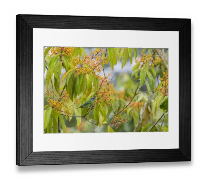 Framed Print : Blue dacnis (Dacnis cayana) female visiting Fruiting shrub (Miconia longifolia) La