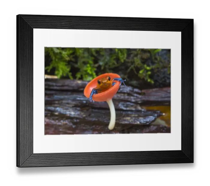 Framed Print : Strawberry poison dart frog (Oophaga / Dendrobates pumilio) sitting in cup fungus Framed Print : Strawberry poison dart frog (Oophaga / Dendrobates pumilio) sitting in cup fungus