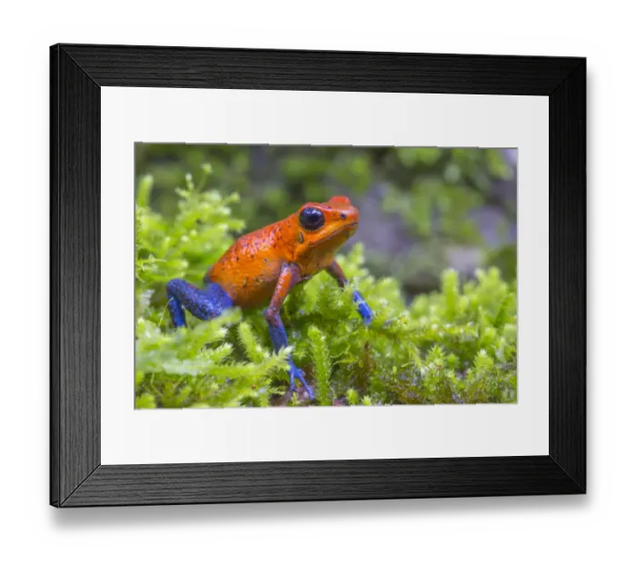 Framed Print : Strawberry poison dart frog (Oophaga pumilio) La Selva Field Station, Costa Rica Framed Print : Strawberry poison dart frog (Oophaga pumilio) La Selva Field Station, Costa Rica