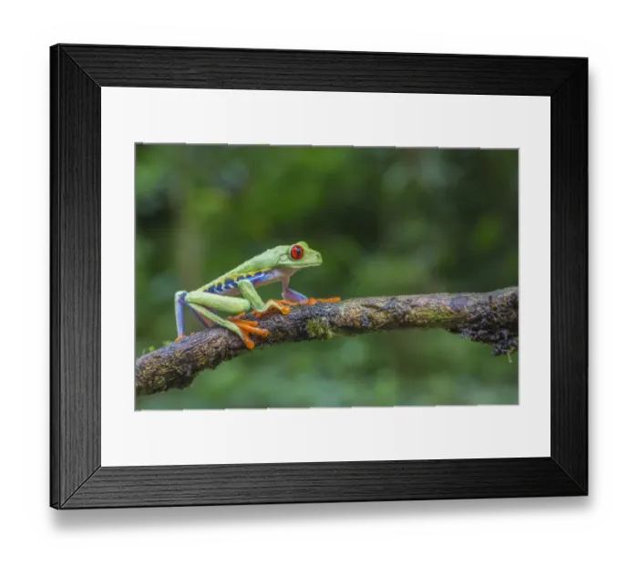 Framed Print : Red eyed tree frog (Agalychnis callidryas) La Selva Field Station, Costa Rica Framed Print : Red eyed tree frog (Agalychnis callidryas) La Selva Field Station, Costa Rica