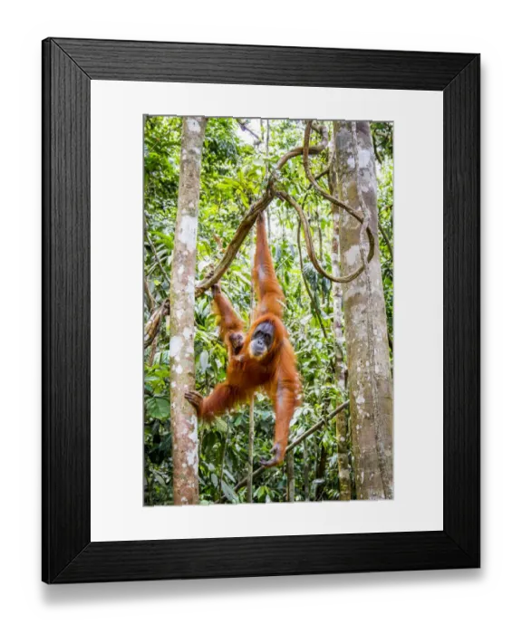 Framed Print : Sumatran orangutan (Pongo abelii) female with very young baby, Gunung Leuser National Park