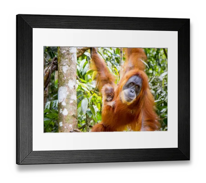 Framed Print : Sumatran Orangutan (Pongo abelii) female with very young baby, Gunung Leuser National Park Framed Print : Sumatran Orangutan (Pongo abelii) female with very young baby, Gunung Leuser National Park