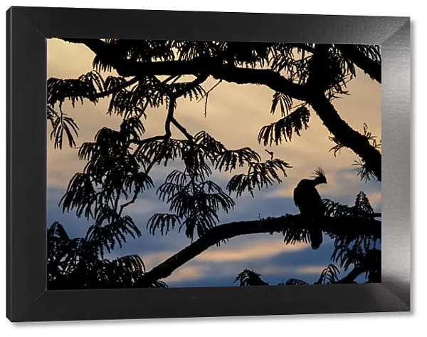 Hoatzin (Opisthocomus hoazin) perched in tree, silhouetted at dusk, Cuyabeno, Sucumbios