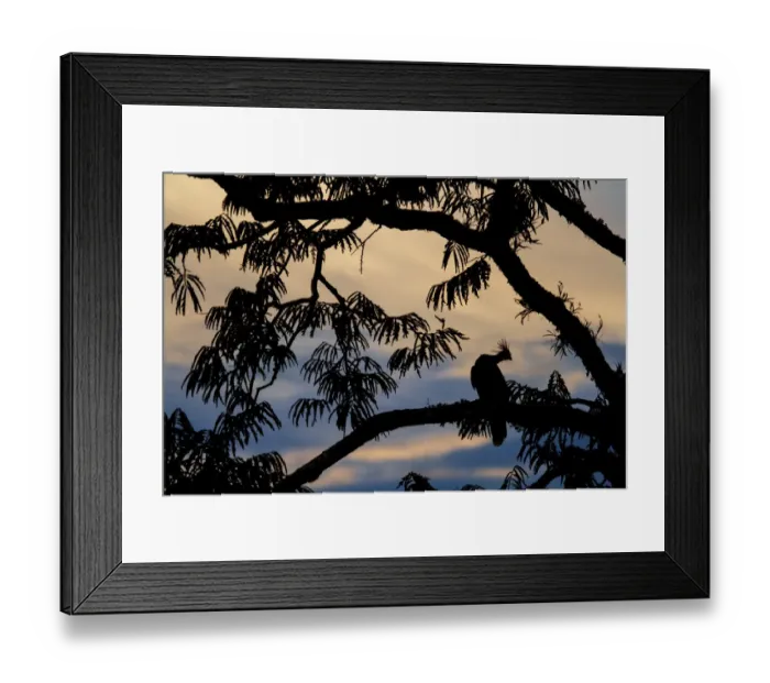 Framed Print : Hoatzin (Opisthocomus hoazin) perched in tree, silhouetted at dusk, Cuyabeno, Sucumbios Framed Print : Hoatzin (Opisthocomus hoazin) perched in tree, silhouetted at dusk, Cuyabeno, Sucumbios