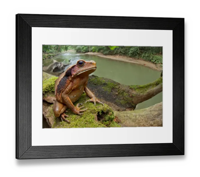 Framed Print : Ecuadorian toad (Rhaebo ecuadorensis) on branch, Yasuni National Park, Orellana, Ecuador