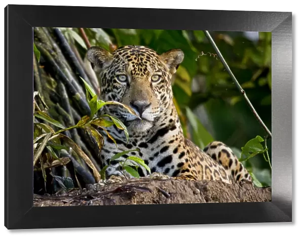 Jaguar (Panthera onca) portrait, Tambopata, Madre de Dios, Peru