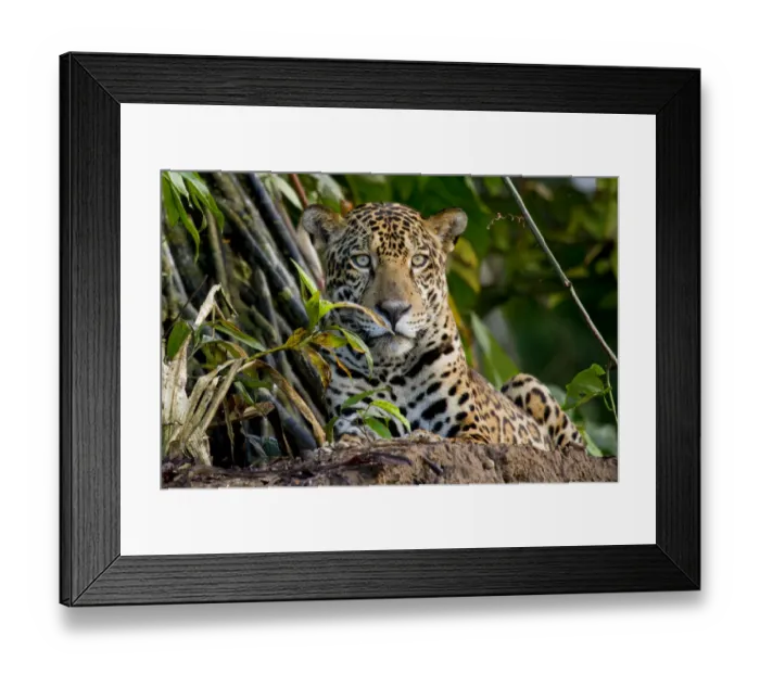Framed Print : Jaguar (Panthera onca) portrait, Tambopata, Madre de Dios, Peru Framed Print : Jaguar (Panthera onca) portrait, Tambopata, Madre de Dios, Peru