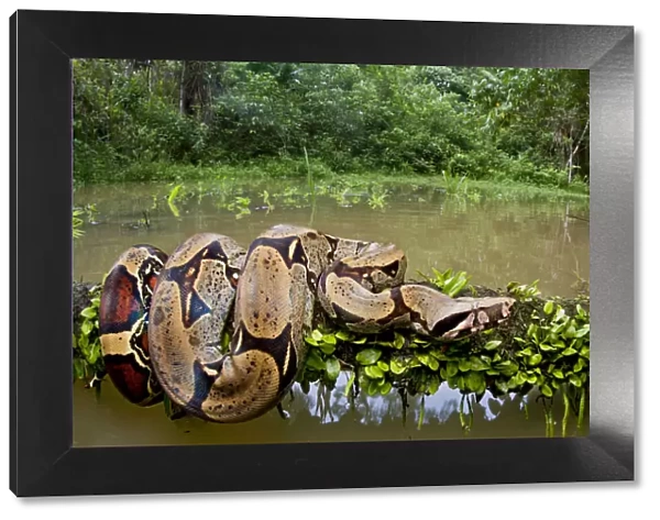 Red tailed boa constrictor (Boa constrictor) on fallen tree over water, Yasuni National Park