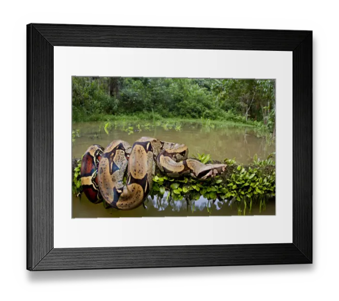 Framed Print : Red tailed boa constrictor (Boa constrictor) on fallen tree over water, Yasuni National Park Framed Print : Red tailed boa constrictor (Boa constrictor) on fallen tree over water, Yasuni National Park