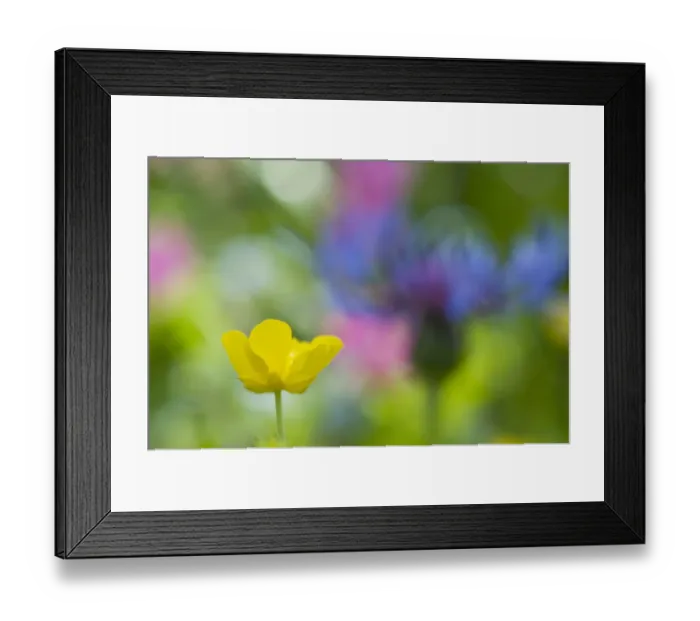 Framed Print : Buttercup (Ranunculus breyninus) in flower, Liechtenstein, July 2009 Framed Print : Buttercup (Ranunculus breyninus) in flower, Liechtenstein, July 2009