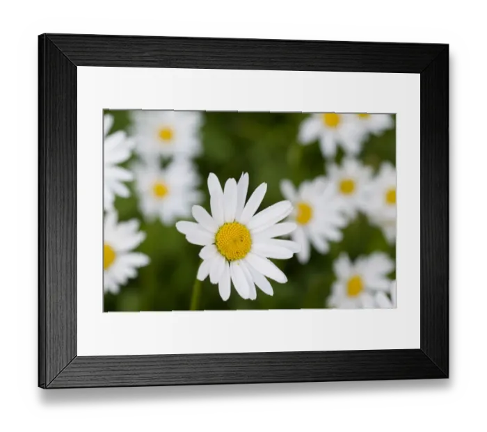 Framed Print : Mountain daisy (Leucanthemum adustum) flowers, Liechtenstein, July 2009 Framed Print : Mountain daisy (Leucanthemum adustum) flowers, Liechtenstein, July 2009