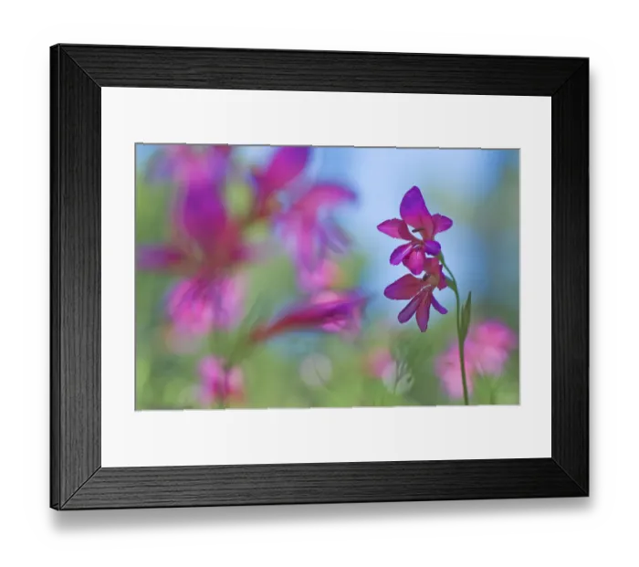 Framed Print : Wild gladiolus (Gladiolus illyricus) flowers, Menorca, Balearic Islands, Spain, Europe