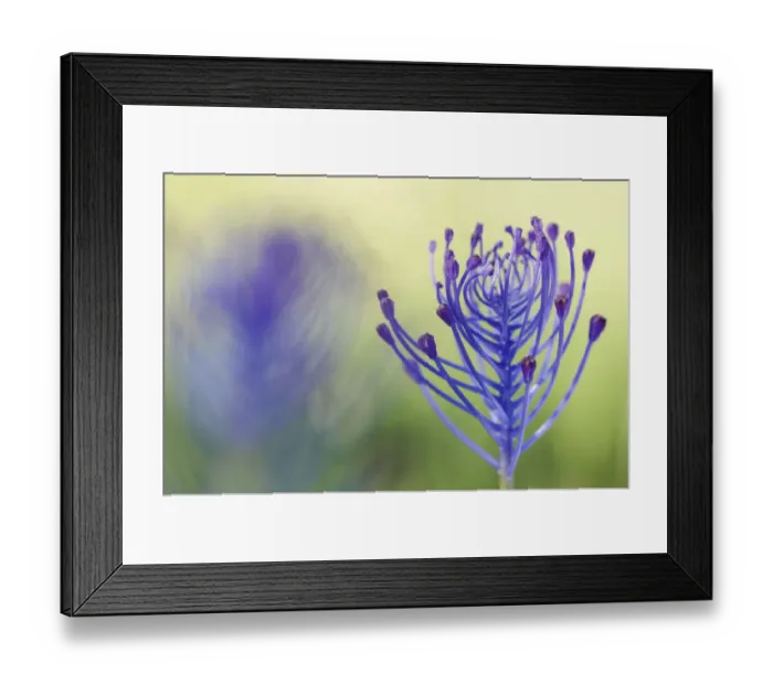 Framed Print : Tassel hyacinth (Muscari comosum) flower, Menorca, Balearic Islands, Spain, Europe Framed Print : Tassel hyacinth (Muscari comosum) flower, Menorca, Balearic Islands, Spain, Europe