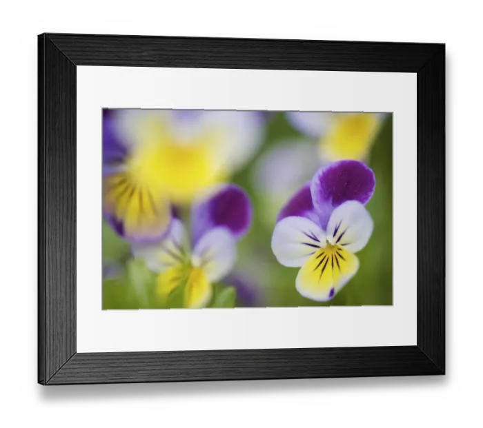 Framed Print : Heartsease / Wild pansy (Viola tricolor), flowers, Berlin, Germany, May Framed Print : Heartsease / Wild pansy (Viola tricolor), flowers, Berlin, Germany, May