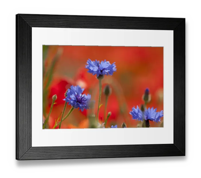 Framed Print : Wild flower meadow, Cornflower (Centaurea cyanus) Derbyshire, UK, June Framed Print : Wild flower meadow, Cornflower (Centaurea cyanus) Derbyshire, UK, June