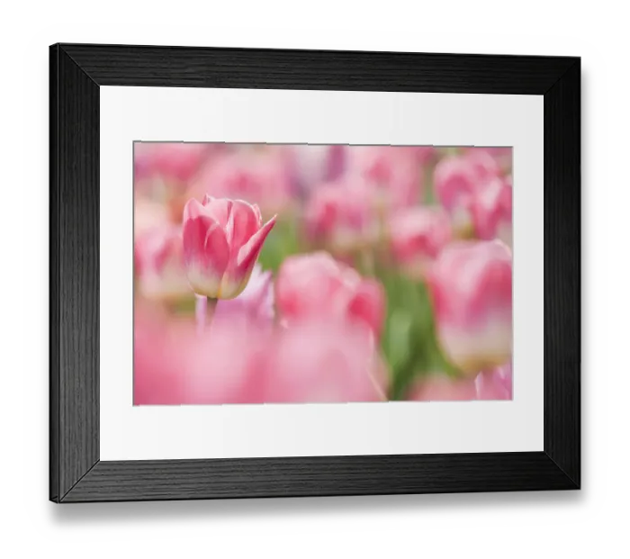 Framed Print : Tulips (Tulipa) cultivated, Schwerin, Germany Framed Print : Tulips (Tulipa) cultivated, Schwerin, Germany