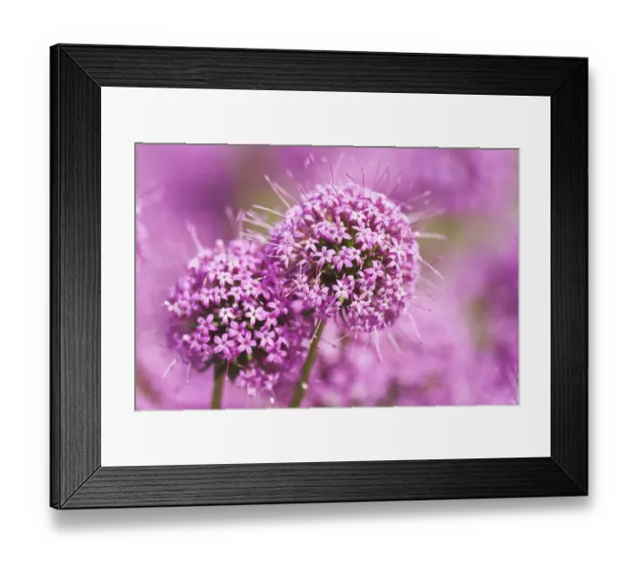 Framed Print : Wet Fox (Phuopsis stylosa) Rombergpark, Dortmund, Germany Framed Print : Wet Fox (Phuopsis stylosa) Rombergpark, Dortmund, Germany