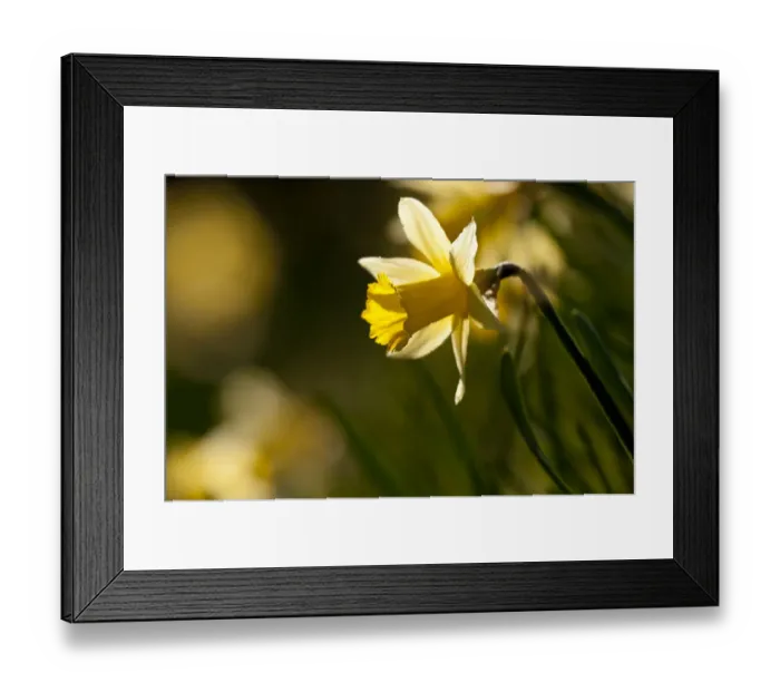 Framed Print : Small group of flowering Wild daffodils (Narcissus pseudonarcissus), with out of focus Framed Print : Small group of flowering Wild daffodils (Narcissus pseudonarcissus), with out of focus