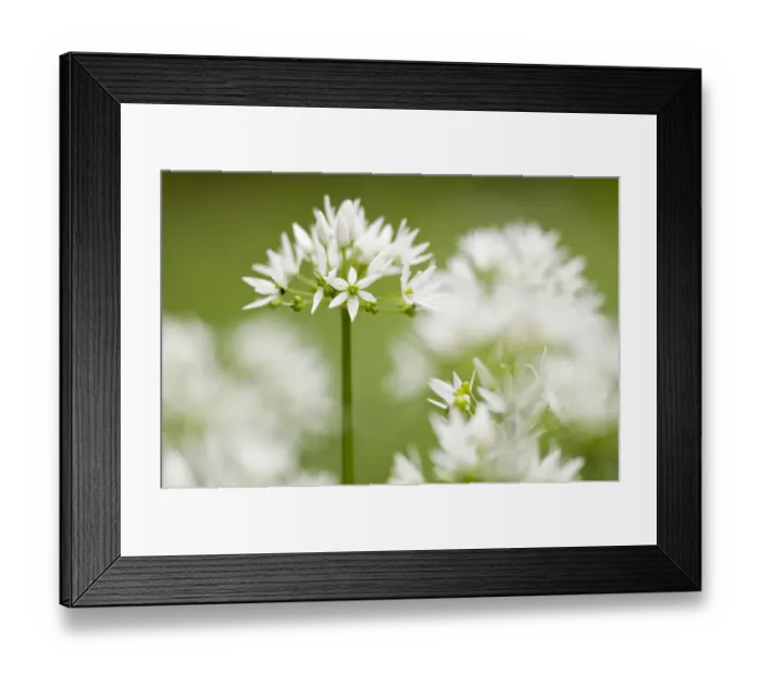 Framed Print : RF- Wild garlic / Ramsons (Allium ursinum) flowering in woodland, Cornwall, England Framed Print : RF- Wild garlic / Ramsons (Allium ursinum) flowering in woodland, Cornwall, England