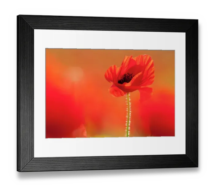 Framed Print : Common poppies (Papaver rhoeas), backlit in evening sun, Polly Joke, Crantock, Newquay, Cornwall, UK. June Framed Print : Common poppies (Papaver rhoeas), backlit in evening sun, Polly Joke, Crantock, Newquay, Cornwall, UK. June
