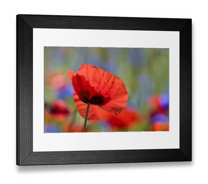 Framed Print : Poppies (Papaver rhoeas) growing on fallow fields near Orvieto, Umbria, Italy, June Framed Print : Poppies (Papaver rhoeas) growing on fallow fields near Orvieto, Umbria, Italy, June