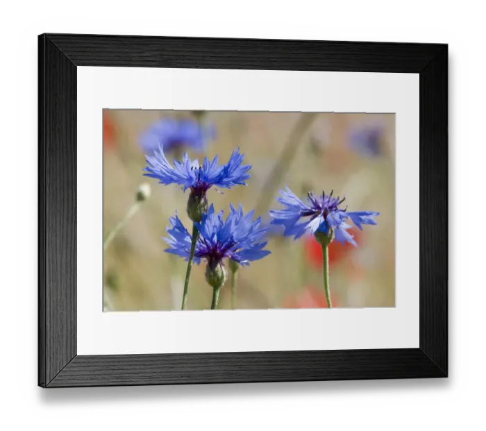 Framed Print : Cornflowers (Centaurea cyanus) in fallow fields, near Sugano, Orvieto, Italy, June Framed Print : Cornflowers (Centaurea cyanus) in fallow fields, near Sugano, Orvieto, Italy, June
