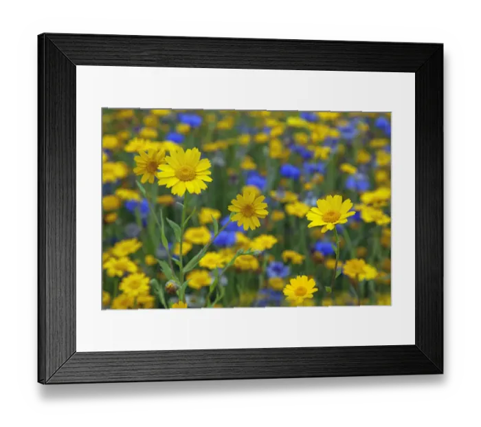 Framed Print : Corn Marigold (Chrysanthemum segetum) and Cornflowers (Centaurea) in flower, July, England, UK Framed Print : Corn Marigold (Chrysanthemum segetum) and Cornflowers (Centaurea) in flower, July, England, UK