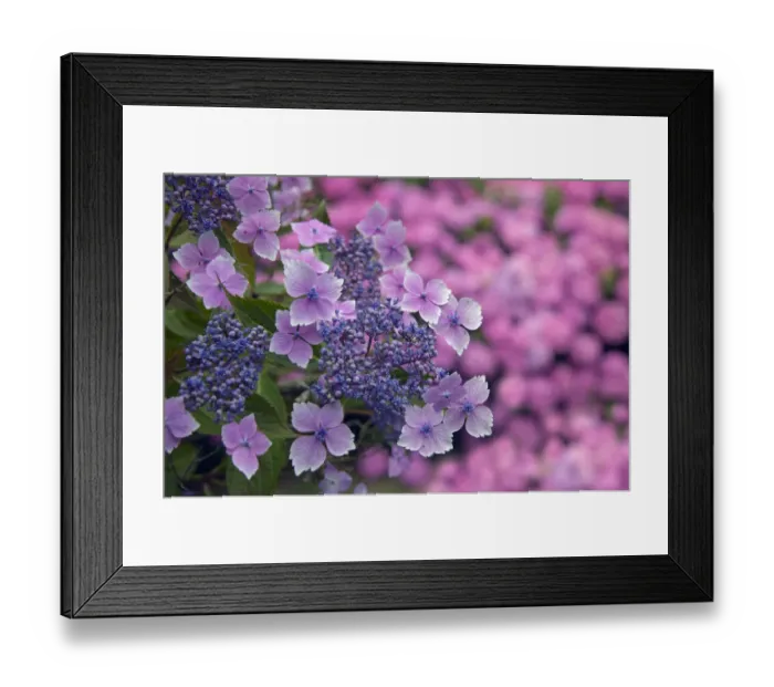 Framed Print : Lace cap Hydrangea Lilacina in woodland garden, England, UK, August