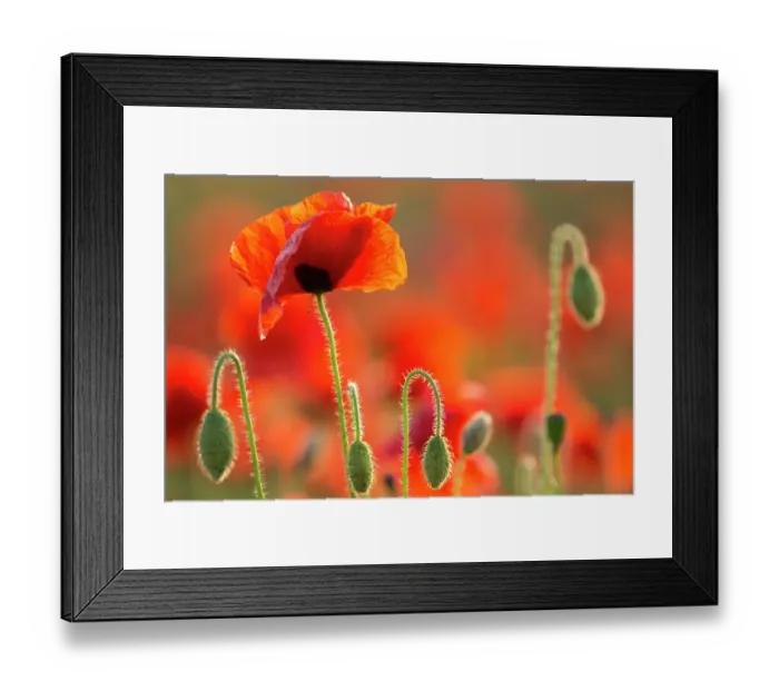 Framed Print : Common poppies (Papaver rhoeas) backlit in evening light, Polly / Porth Joke, Pentire, Newquay, Cornwall, UK, July Framed Print : Common poppies (Papaver rhoeas) backlit in evening light, Polly / Porth Joke, Pentire, Newquay, Cornwall, UK, July