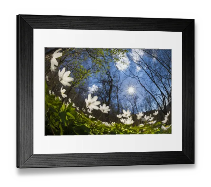 Framed Print : Wood Anemones (Anemone nemorosa) carpeting a woodland floor, low angle fish eye view Framed Print : Wood Anemones (Anemone nemorosa) carpeting a woodland floor, low angle fish eye view