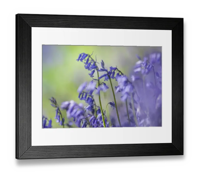 Framed Print : Bluebells (Hyacinthoides non-scripta) flowering in deciduous woodland, Peak District National Park Framed Print : Bluebells (Hyacinthoides non-scripta) flowering in deciduous woodland, Peak District National Park