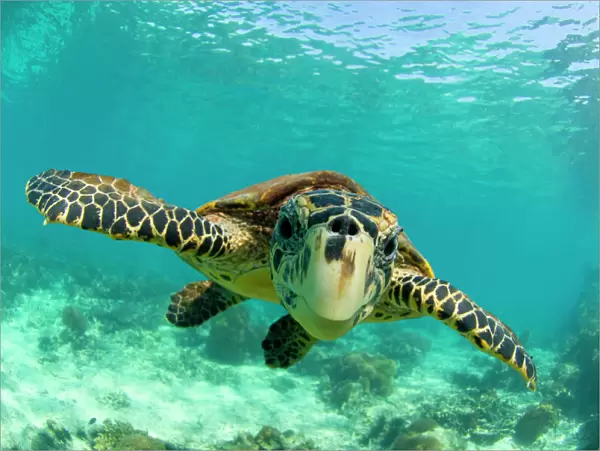 Hawksbill turtle (Eretmochelys imbricata) swimming underwater, Nosy Be, North Madagascar