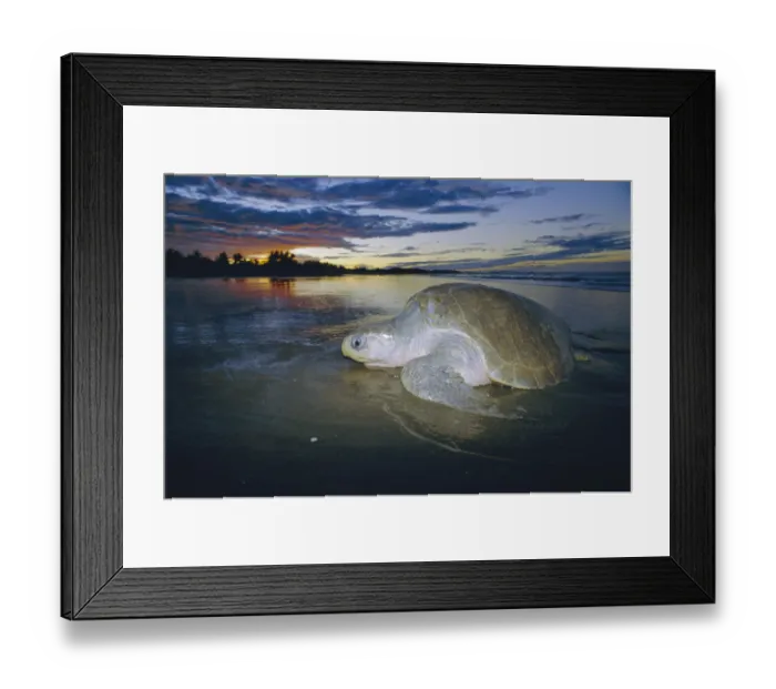 Framed Print : Olive ridley turtle emerging from sea at dusk. Costa Rica {Lepidochelys olivacea} Framed Print : Olive ridley turtle emerging from sea at dusk. Costa Rica {Lepidochelys olivacea}