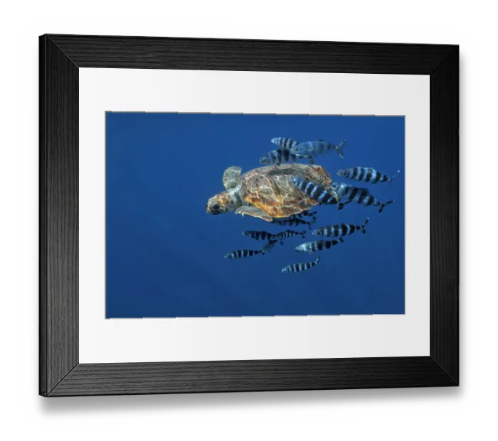 Framed Print : Loggerhead turtle (Caretta caretta) with a shoal of Pilot fish (Naucrates ductor) Pico Framed Print : Loggerhead turtle (Caretta caretta) with a shoal of Pilot fish (Naucrates ductor) Pico